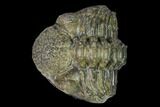 Wide, Partially Enrolled, Spiny Drotops Trilobite #169569-2
